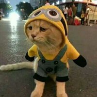 可爱的小猫图片头像(精选18张)