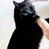 可爱的小猫图片头像(精选18张)