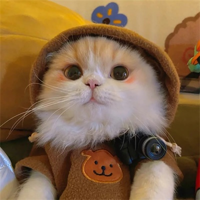 可爱的小猫图片头像(精选18张)