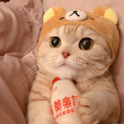 可爱的小猫图片头像(精选18张)
