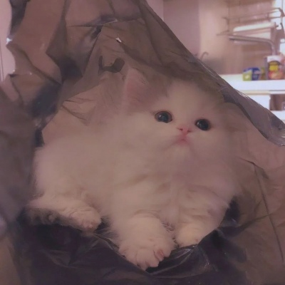 超级呆萌大脸猫微信头像(精选36张)