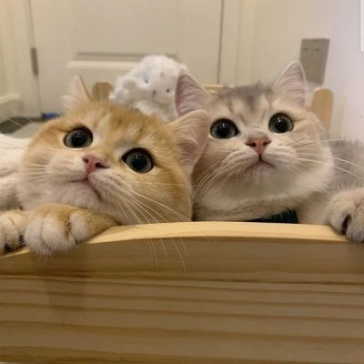 超级呆萌大脸猫微信头像(精选36张)