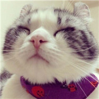 超级呆萌大脸猫微信头像(精选36张)