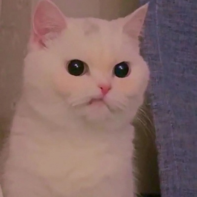 超级呆萌大脸猫微信头像(精选36张)