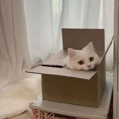 超级呆萌大脸猫微信头像(精选36张)