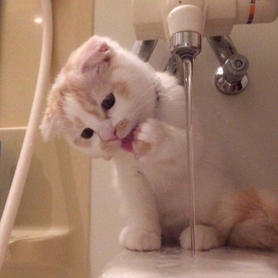 超级呆萌大脸猫微信头像(精选36张)