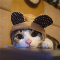 超级呆萌大脸猫微信头像(精选36张)