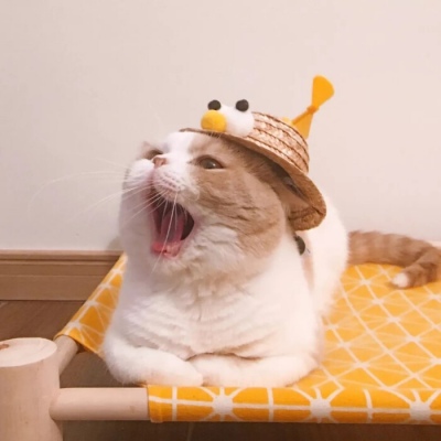 超级呆萌大脸猫微信头像(精选36张)