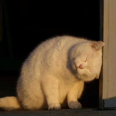 超级呆萌大脸猫微信头像(精选36张)