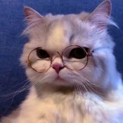 超级呆萌大脸猫微信头像(精选36张)