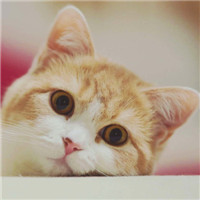超级呆萌大脸猫微信头像(精选36张)
