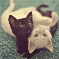 超级呆萌大脸猫微信头像(精选36张)