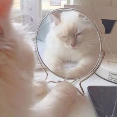 超级呆萌大脸猫微信头像(精选36张)