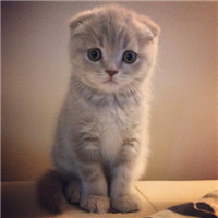 超级呆萌大脸猫微信头像(精选36张)