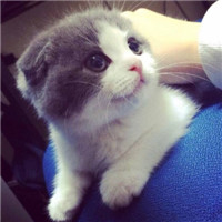 超级呆萌大脸猫微信头像(精选36张)