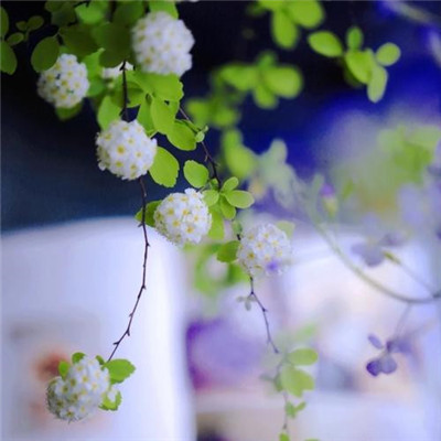 既好看又稀有的头像(共36张)