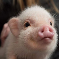 猪年情侣头像可爱图片(20张)