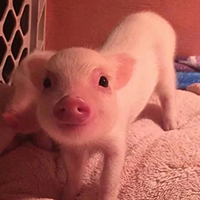 猪年情侣头像可爱图片(20张)