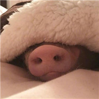 猪年情侣头像可爱图片(20张)