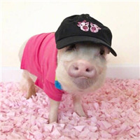 猪年情侣头像可爱图片(20张)