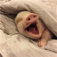 猪年情侣头像可爱图片(20张)