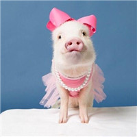 猪年情侣头像可爱图片(20张)