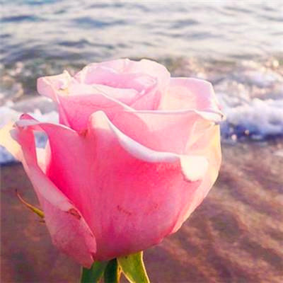 简单又很有魅力的好看头像图片(优选24张)