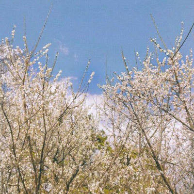 花朵风景美图微信头像(共26张)