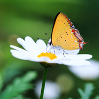 花朵风景美图微信头像(共26张)