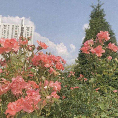 花朵风景美图微信头像(共26张)