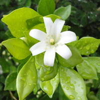 花朵风景美图微信头像(共26张)