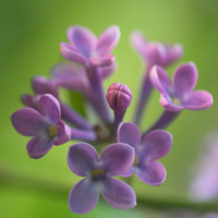 花朵风景美图微信头像(共26张)