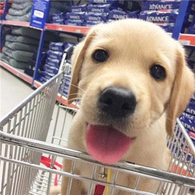 高颜值汪星人帅气头像精选图片(共20张)