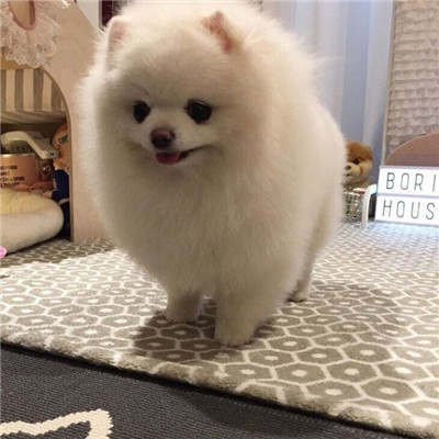 高颜值汪星人帅气头像精选图片(共20张)