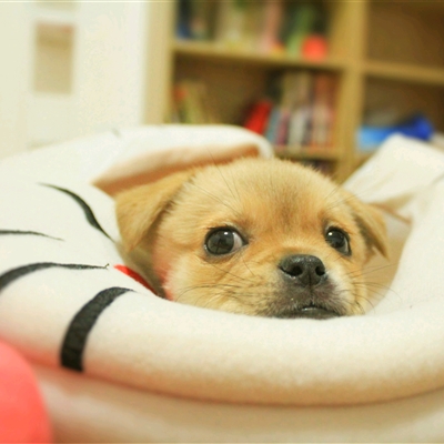 高颜值汪星人帅气头像精选图片(共20张)