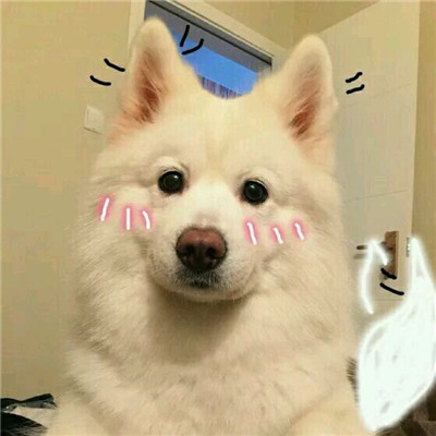 高颜值汪星人帅气头像精选图片(共20张)