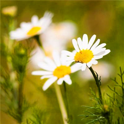 2023年带来健康好运的头像(精选24张)