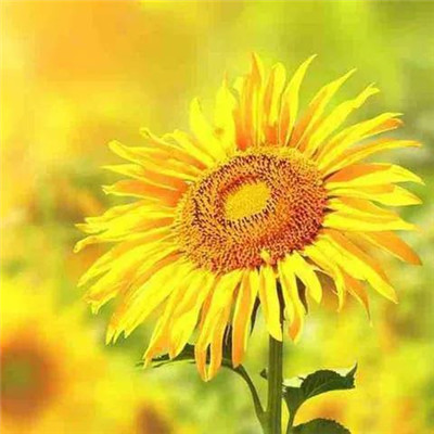 2023年带来好运的抖音头像(18张)