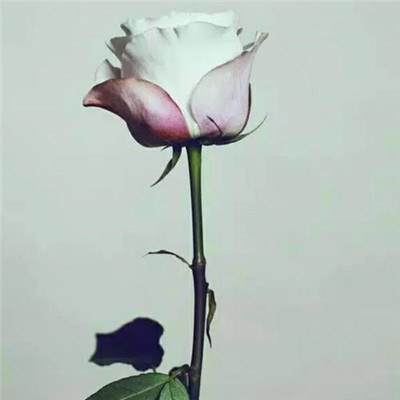 漂亮又好看的头像图片(精选26张)