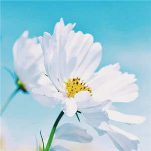 微信头像女50岁好运头像(优选20张)