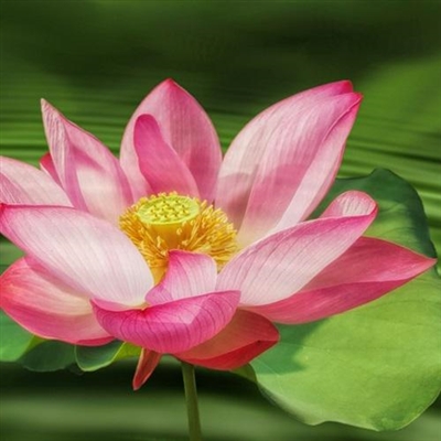 微信头像女50岁好运头像(优选20张)