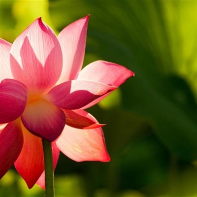 微信头像女50岁好运头像(优选20张)