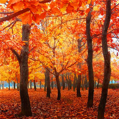 2023年最吉利最顺的微信头像(优选26张)