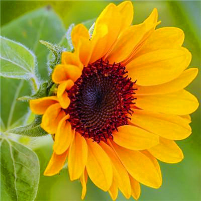 2023年最吉利最顺的微信头像(优选26张)