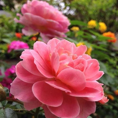 适合中老年的微信头像图片(优选23张)