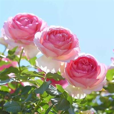 适合中老年的微信头像图片(优选23张)