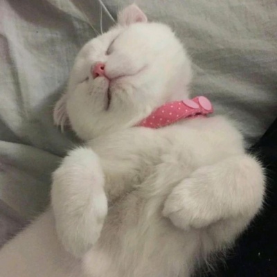 猫咪闺蜜头像两人一人一张可爱(优选18张)