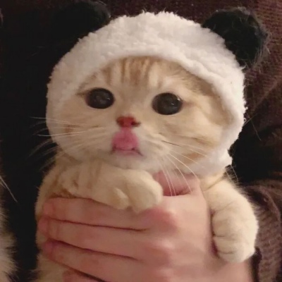 猫咪闺蜜头像两人一人一张可爱(优选18张)