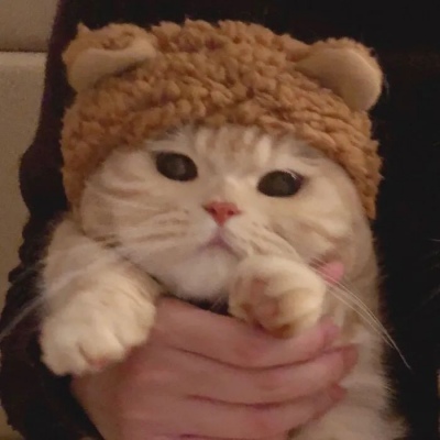 猫咪闺蜜头像两人一人一张可爱(优选18张)