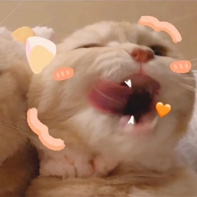 猫咪闺蜜头像两人一人一张可爱(优选18张)